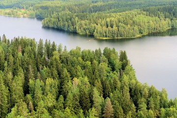 Forests Crucial for Limiting Climate Change to 1.5 Degrees
